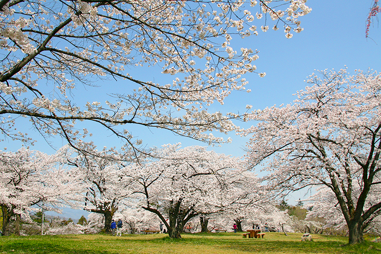 羊山公園