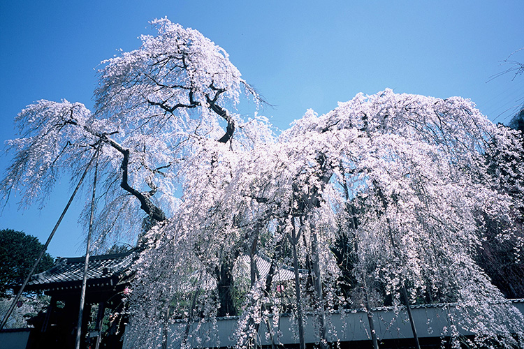 清雲寺