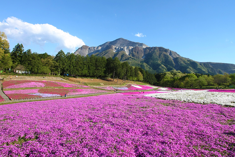 芝桜の丘